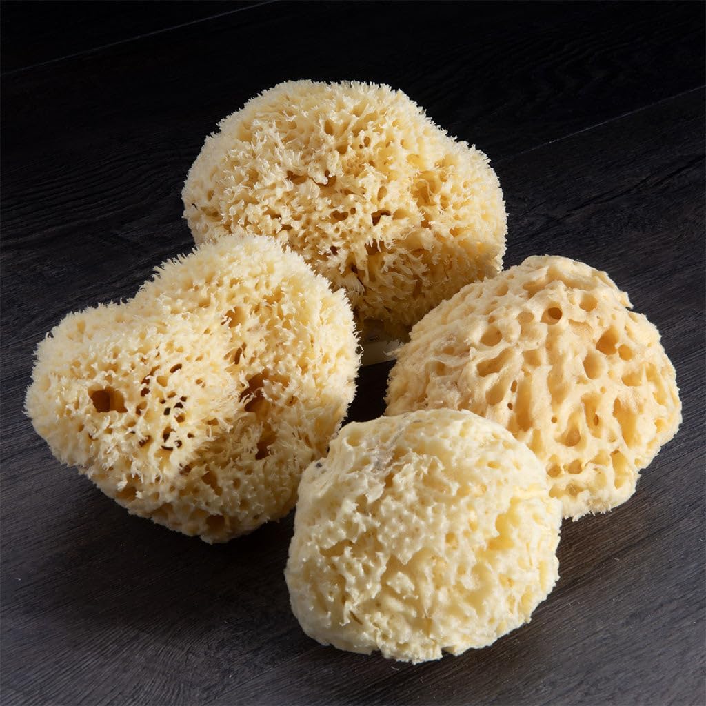 Sea Wool Sponge - All Natural Honeycomb Renewable Sea Sponge, Medium, Approx. 4 Inches